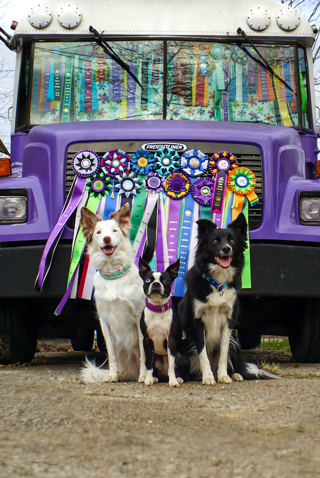 Sunburst 3 Rosette Award Ribbon, 6-1/2