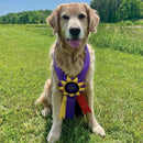 Custom Diplomat Award Sash, 6-1/2" Top