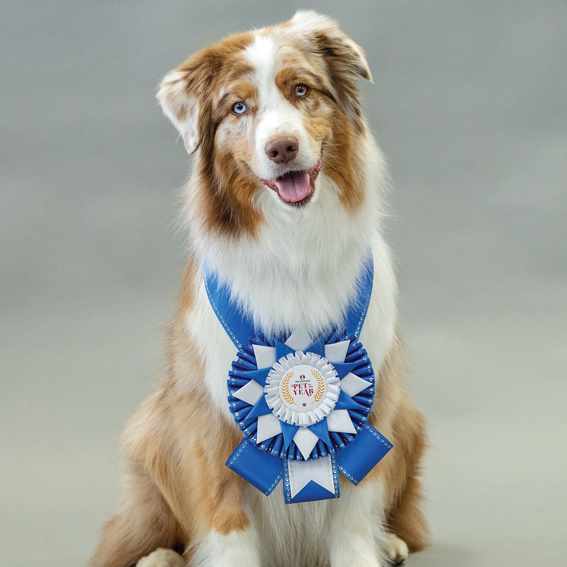 Custom Westbury Award Sash, 6-1/2" Top
