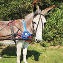 Custom York Award Sash, 6-1/2" Top