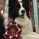 Custom York Award Sash, 6-1/2" Top