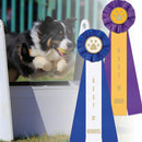 Stock Paw Print Best of Winner or Best of Breed Rosette Award Ribbon