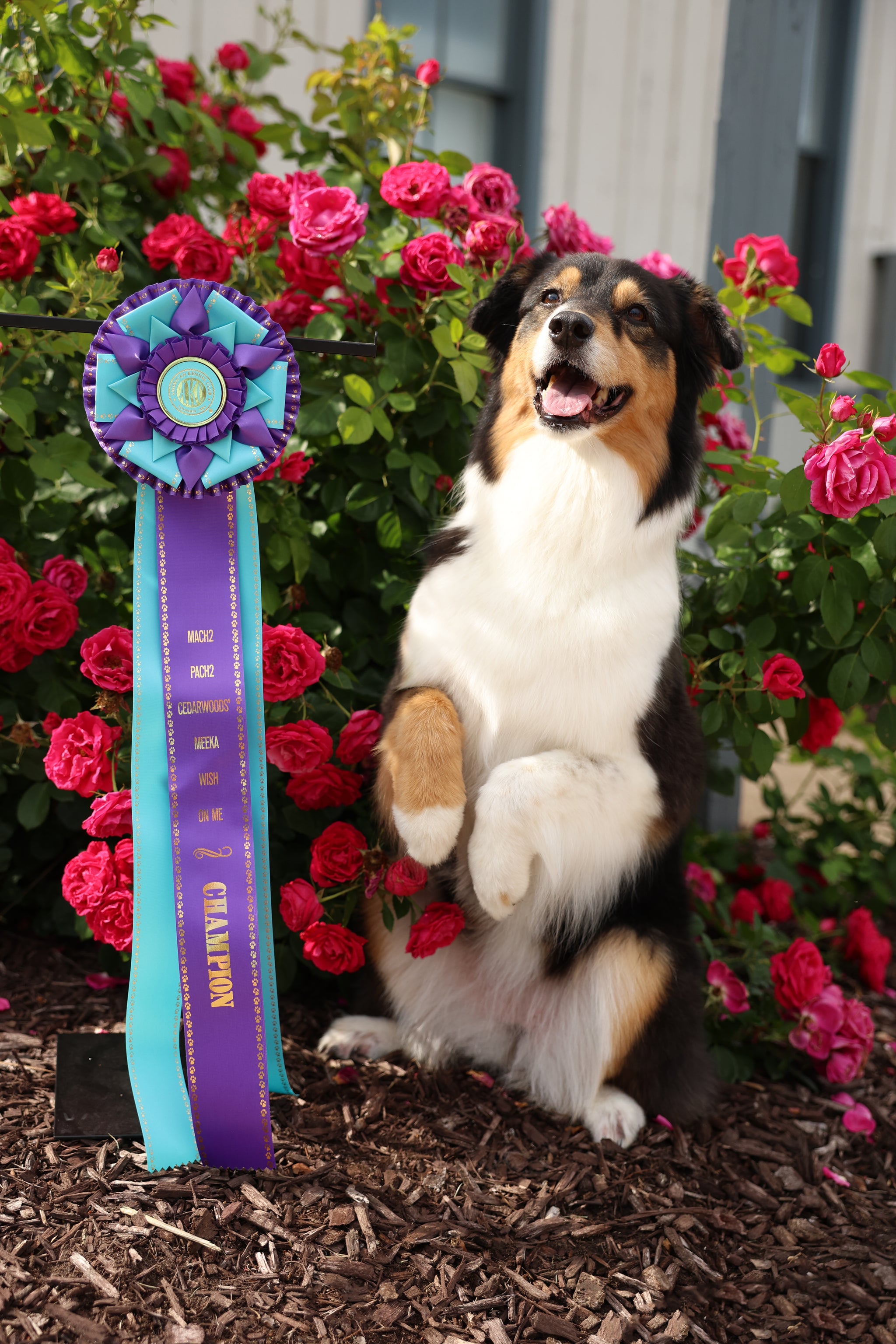 Kennet 3 Rosette Award Ribbon, 6-1/2