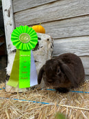 Clare 3 Rosette Award Ribbon, 5" Top - Hodges Badge Company, Inc.