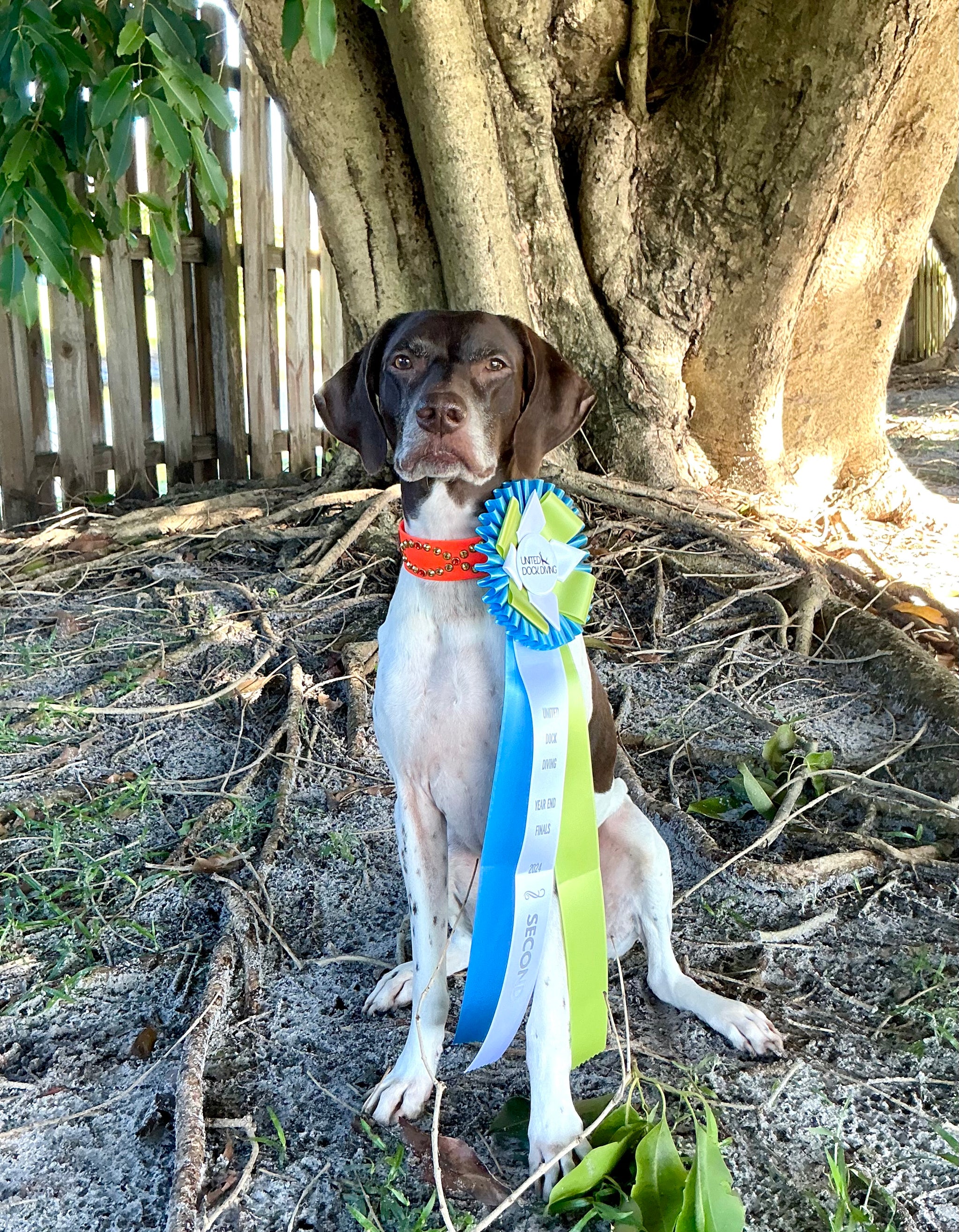 Malden 3 Rosette Award Ribbon, 6