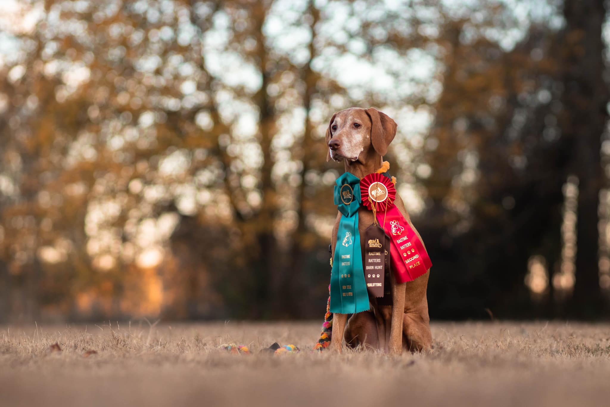 Beauty 3 Rosette Award Ribbon 4-1/2